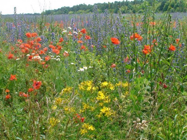 Фотовиставка Олександра Пизи